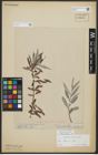 Foto von Salix alba L.